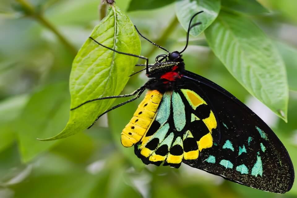 Рідкісні метелики - Птахокрилка королеви Олександри 