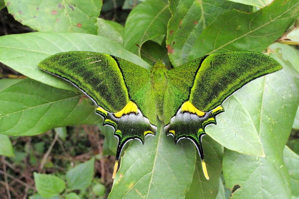 Рідкісні метелики - Тейнопальпус імператорський або «Імператор Індії»