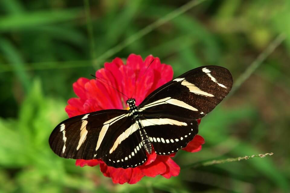 Рідкісні метелики - Геліконіда харитонія або метелик-зебра 