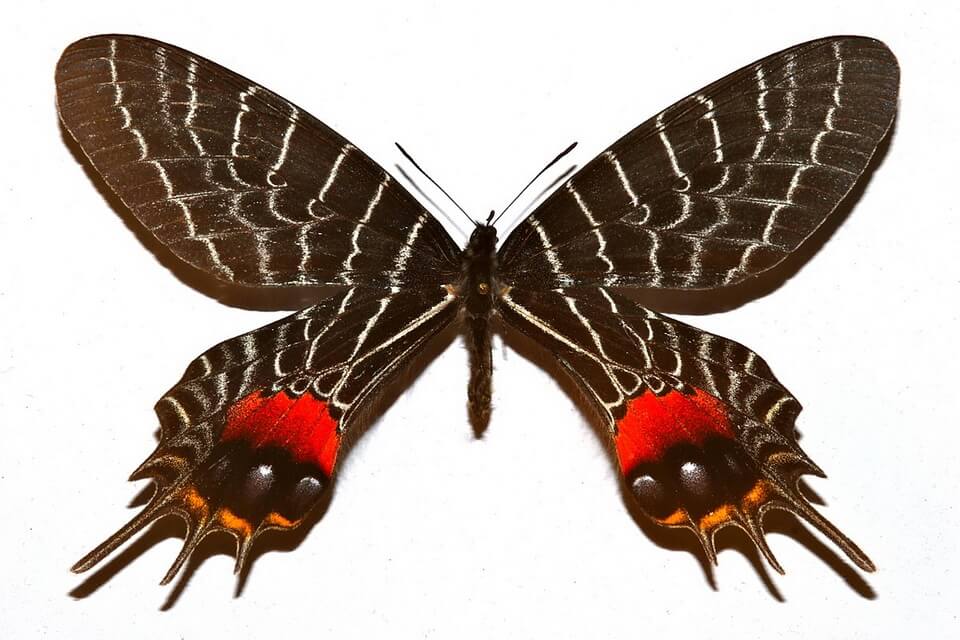 Рідкісні метелики - Косатець Ліддердаля або «Слава Бутану» 