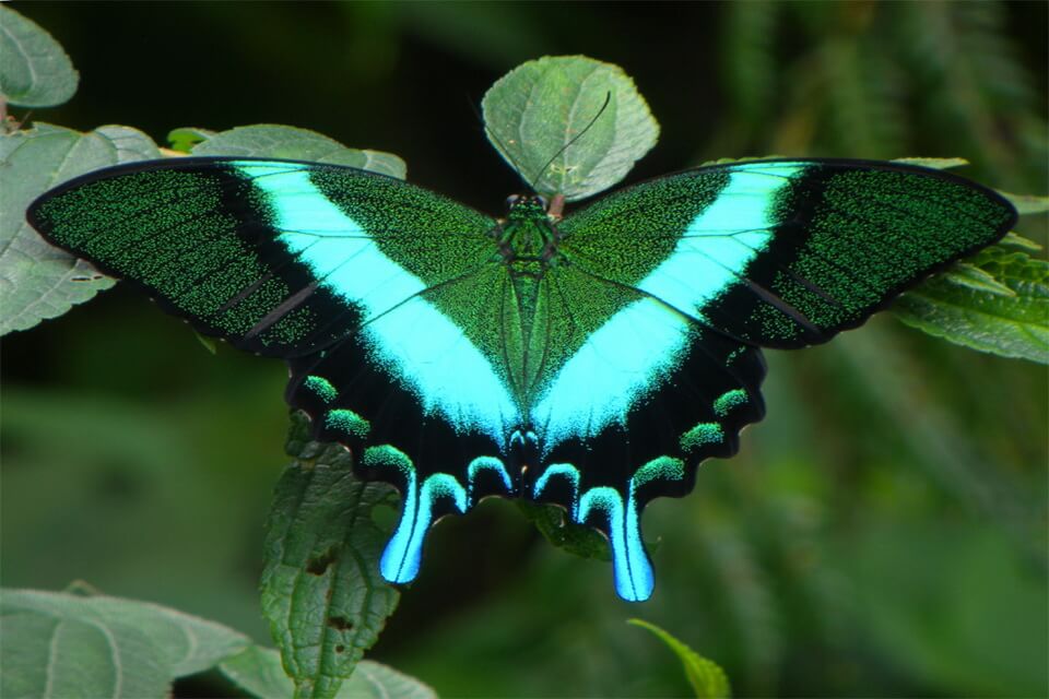 Рідкісні метелики - Косатець Блюме (Papilio blumei)