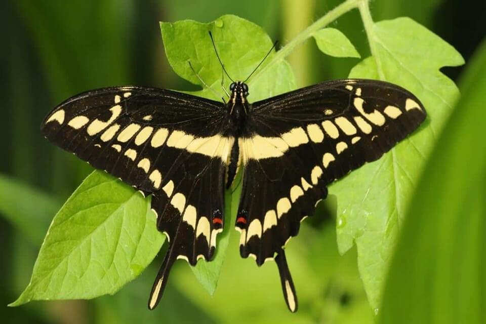 Рідкісні метелики - Косатець Гомера або ямайський махаон (Papilio homerus)