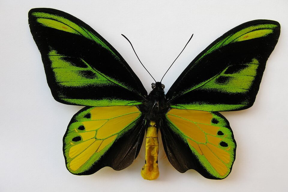 Рідкісні метелики - Птахокрилка Химера (Ornithoptera chimaera)