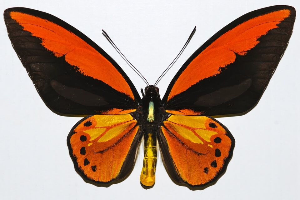 Рідкісні метелики - Птахокрилка Креза (Ornithoptera croesus)