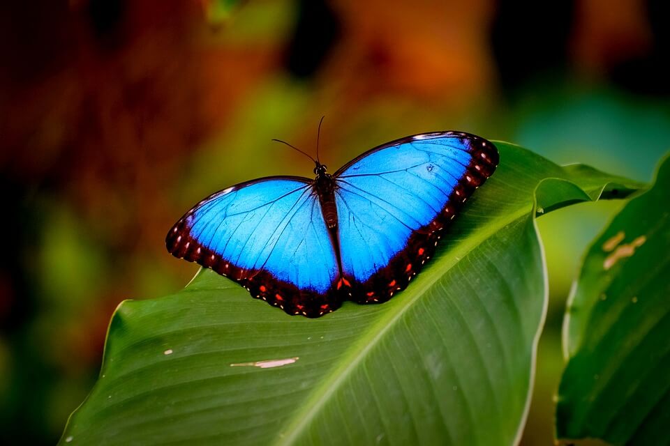 Рідкісні метелики - фото, назви, опис