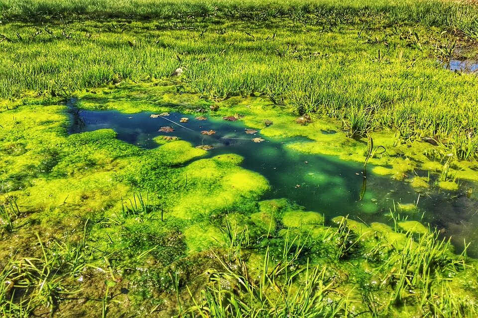 Як виникають болота та що є причиною заболочення території