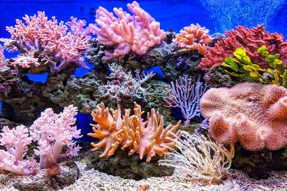 Як виглядають корали