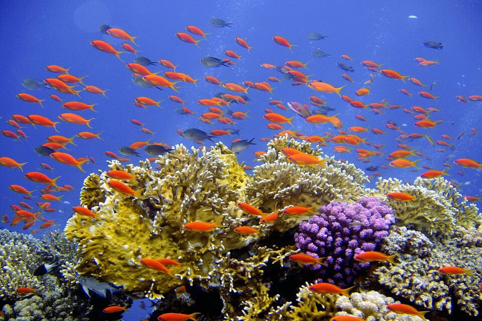 Опис коралів