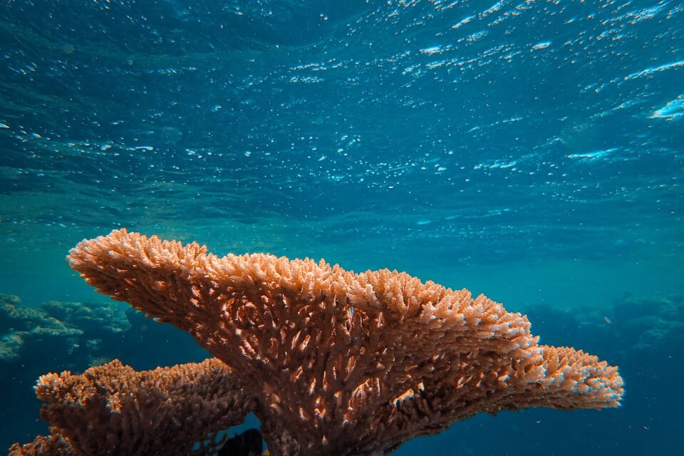 Тверді корали - загальна характеристика 