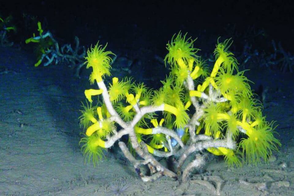 Види коралів - Глибоководні корали