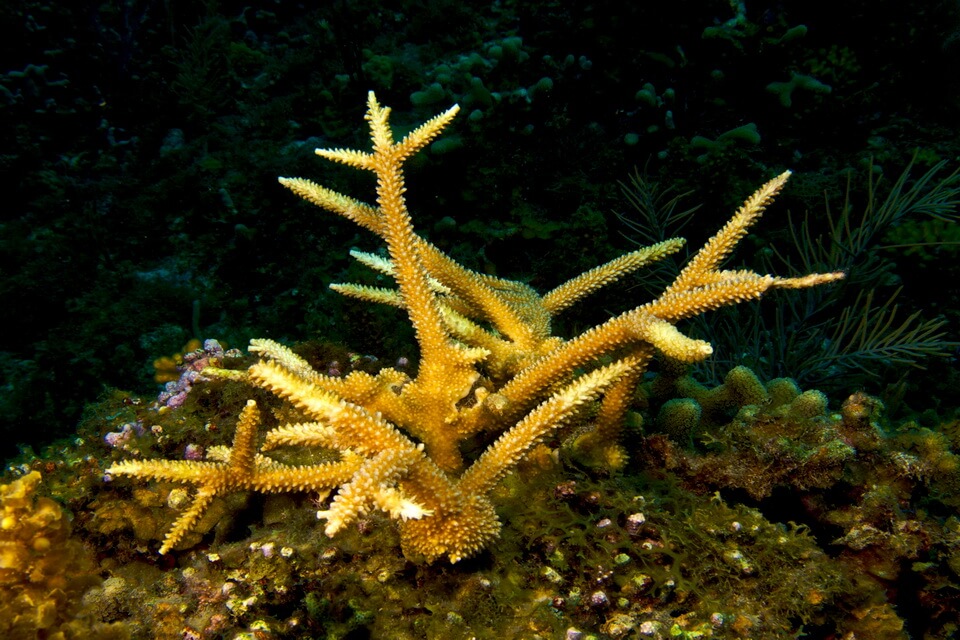 Види коралів з фото та описом - Оленерогий корал (Acropora cervicornis)
