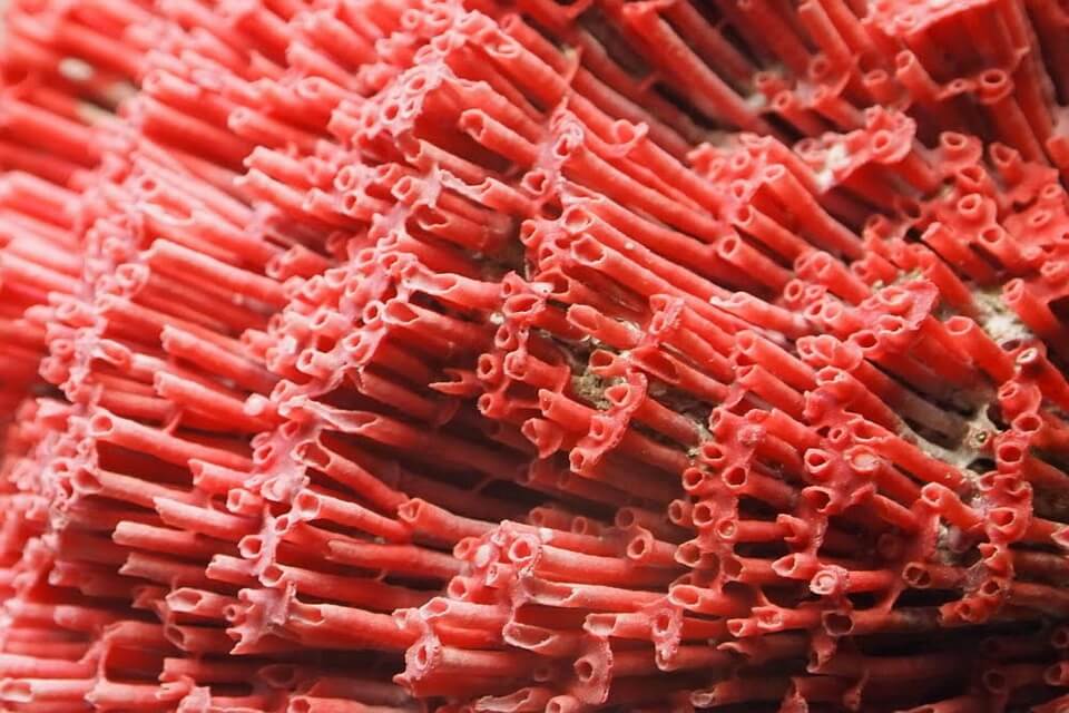 Види коралів з фото та описом - Червоний органчик або кораловий орган (Nemenzophyllia turbida)