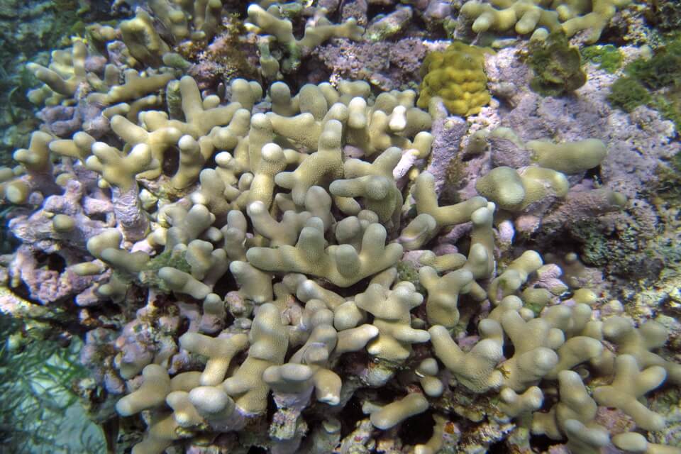 Види коралів з фото та описом - Пальчастий або горбунчастий корал (Porites furcata)
