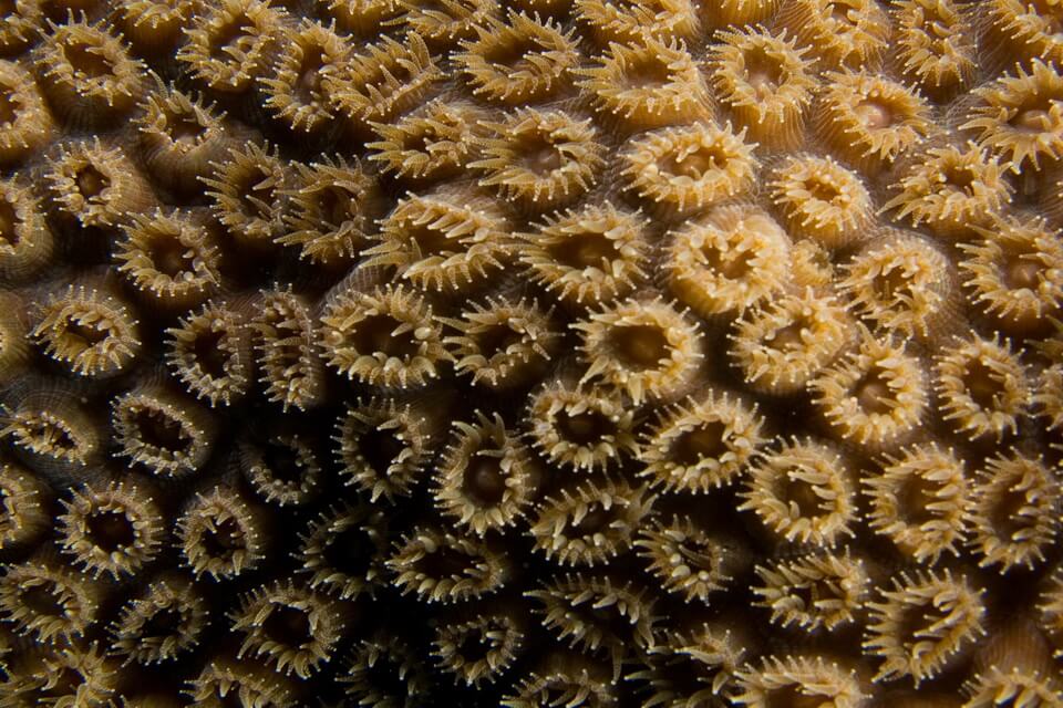 Види коралів з фото та описом - Великий зоряний корал (Montastraea cavernosa)