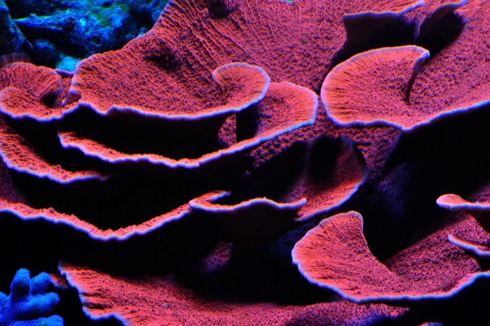 Види коралів з фото та описом - Коралова ваза (Montipora capricornis)
