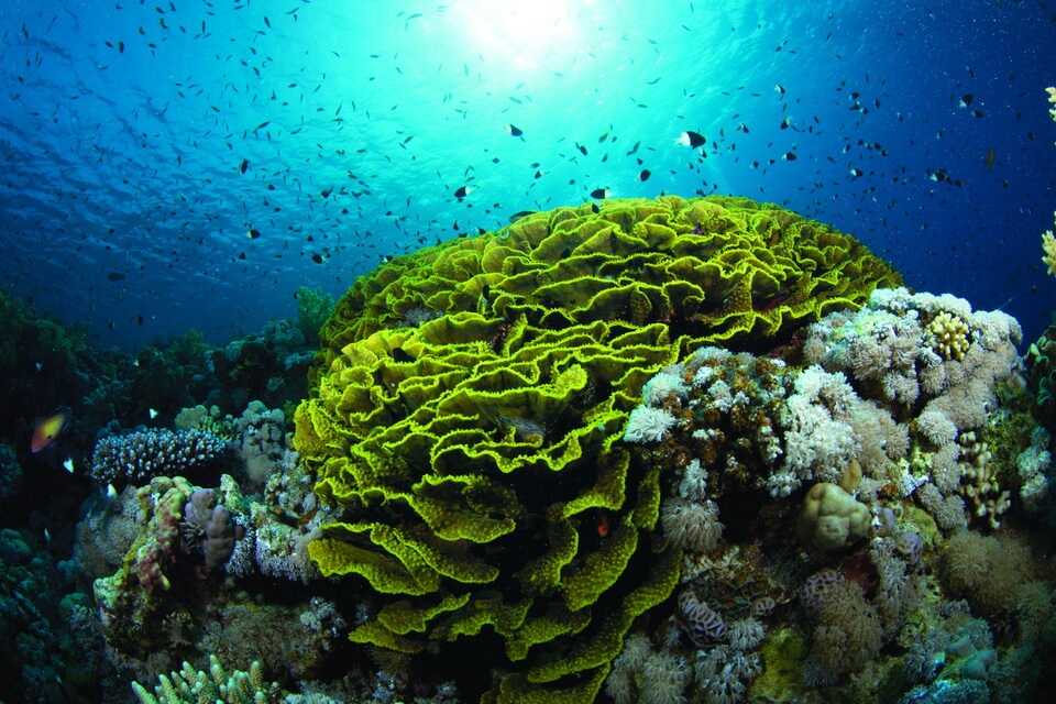 Види коралів з фото та описом - Салатові корали (Agaricia agaricites)