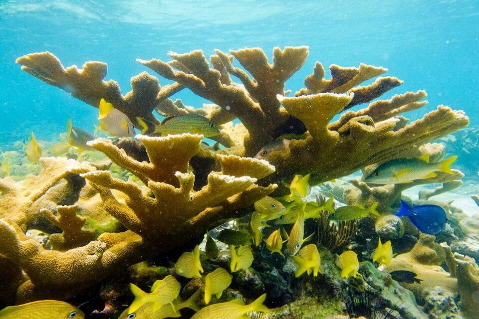 Види коралів з фото та описом - Корал Елкхорн або лосерогий (Acropora palmata)