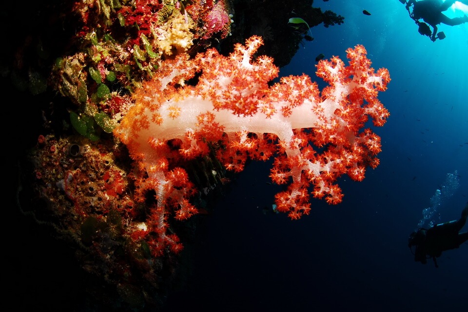 Види коралів з фото та описом - Нефтеїди або корали-цвяхи (Nephtheidae)