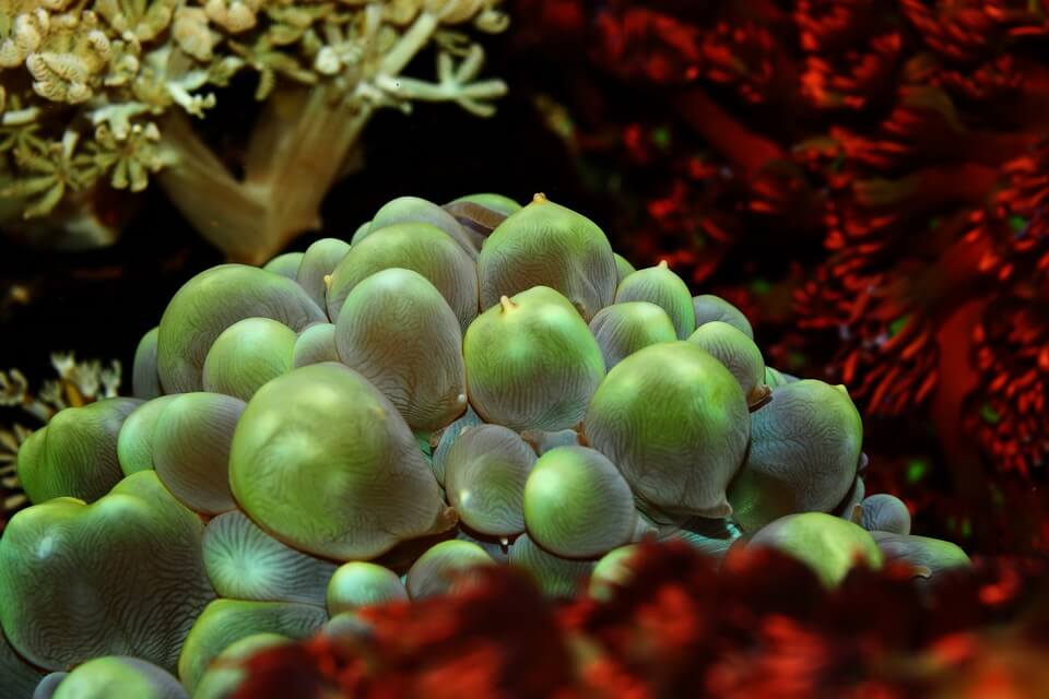 Види коралів з фото та описом - Плерогіра пузирчаста або бульбашковий корал (Plerogyra sinuosa)