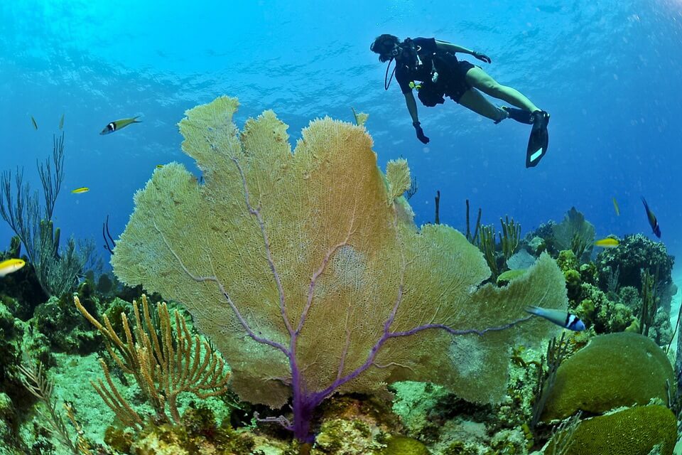Види коралів з фото та описом - Морське віяло Венери або горгонія флабелум (Gorgonia flabellum)