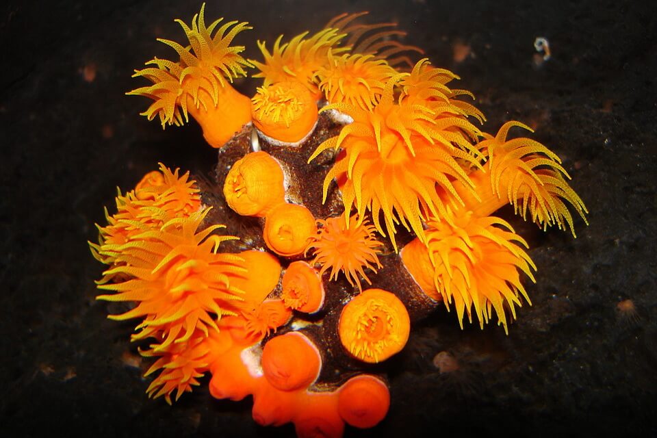 Види коралів з фото та описом - Сонячний або трубчастий корал або тубастрея (Tubastaea)