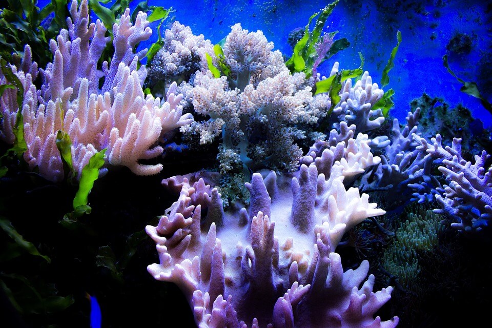 Чому гинуть корали? Що таке відбілювання коралів?