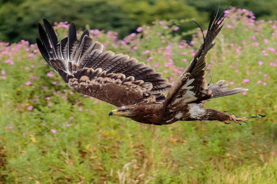 Найбільші орли у світі - Орел степовий (Aguila nipalensis)