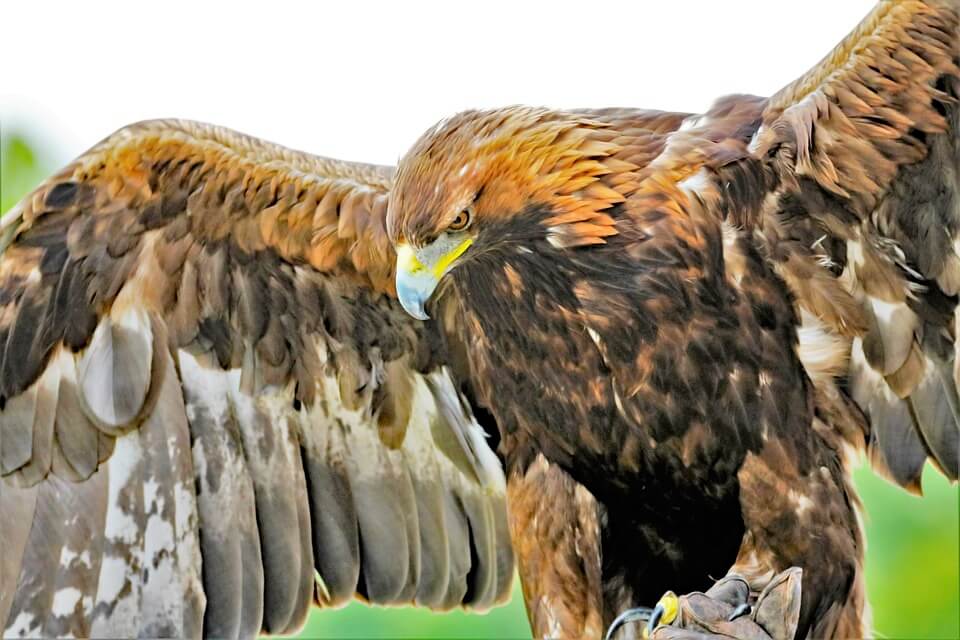 Беркут (Aguila chrysaёtos) – найбільший орел у світі за розмахом крил