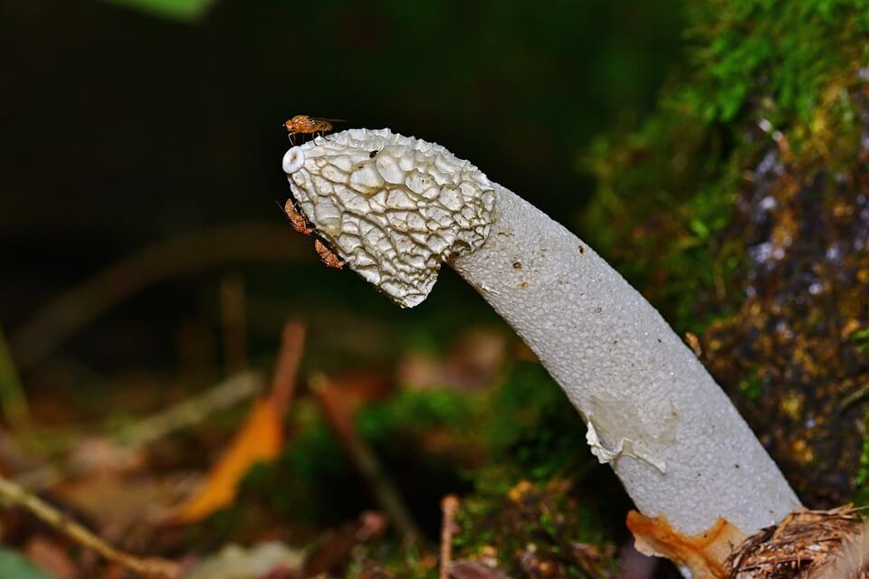 Як виглядає гриб веселка