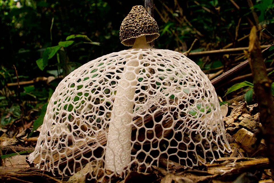 Бамбуковий гриб веселка (Phallus indusiatus)