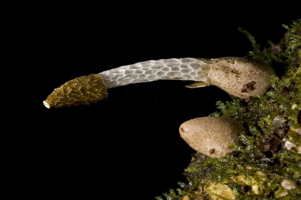 Веселка Древіса (Phallus drewesii) - фото та опис гриба