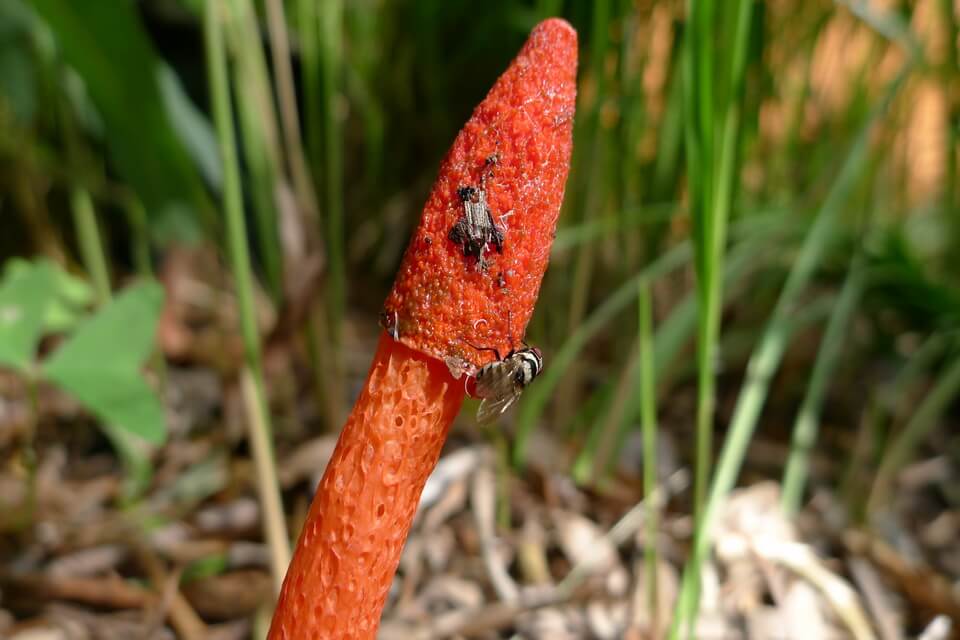 Веселка червона (Phallus rubicundus) - фото і опис гриба