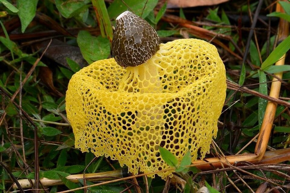 Веселка жовта (Phallus luteus) - фото та опис гриба 