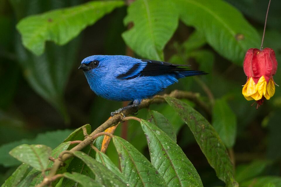 Птахи синього кольору - танагра синя (Tangara vassorii)