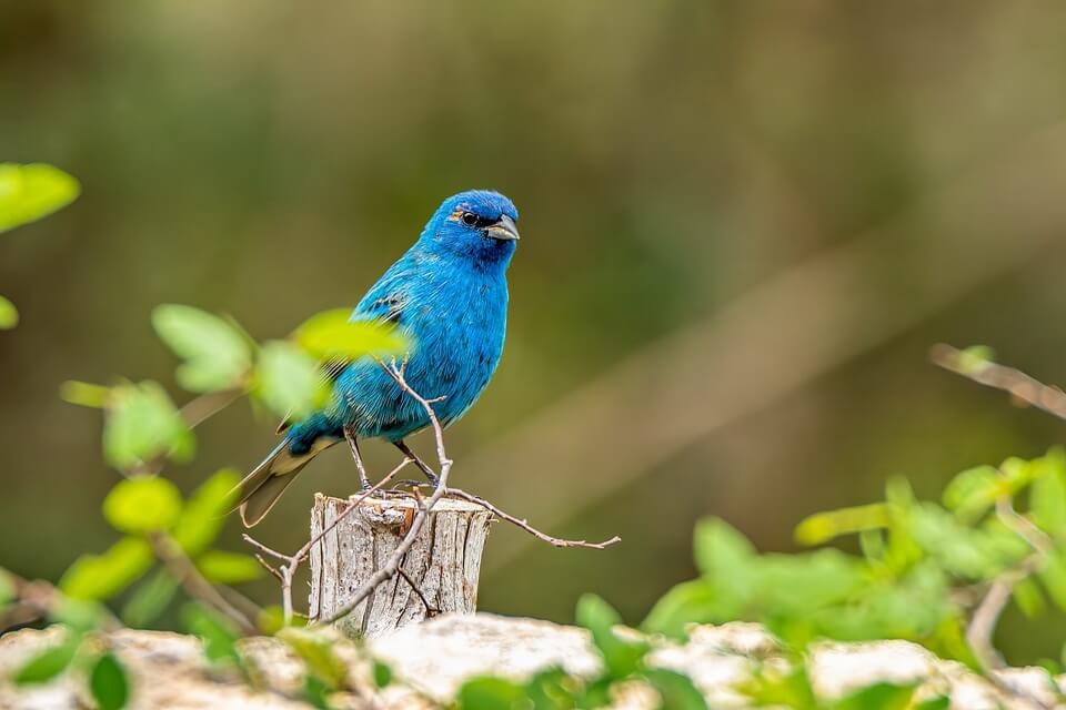 Сині та блакитні птахи - лускар сапфіровий (Cyanocompsa parellina)