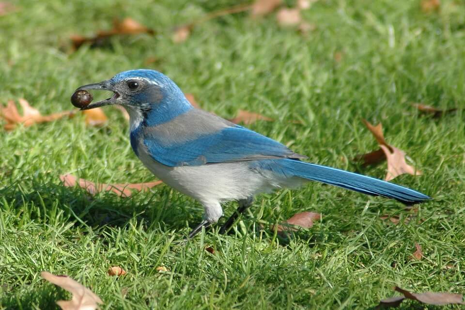 Сині та блакитні птахи світу - чагарникова сойка (Aphelocoma)