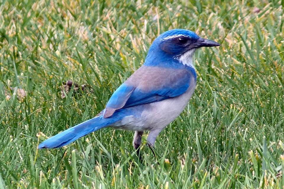Блакитні птахи - блакитник середній (Sialia currucoideas)