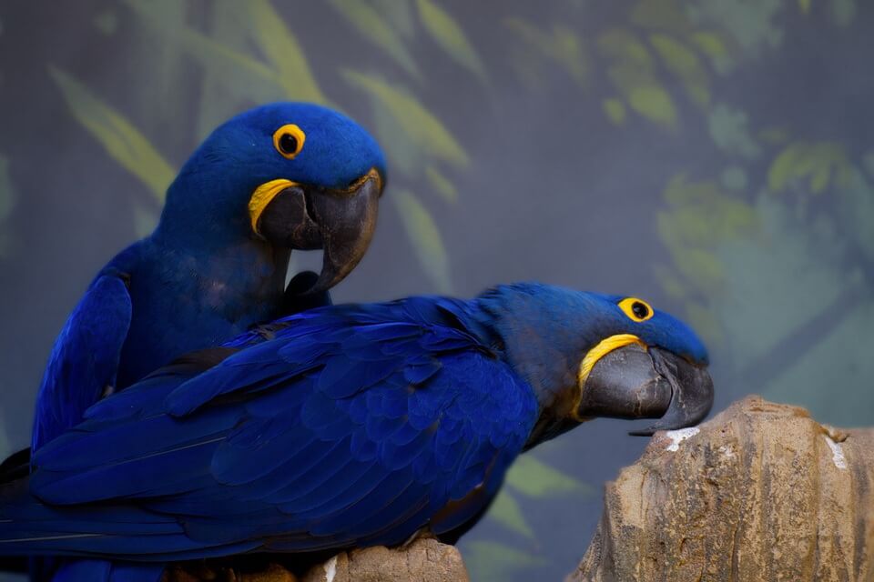 Сині птахи - гіацинтовий ара (Anodorhynchus hyacinthinus)