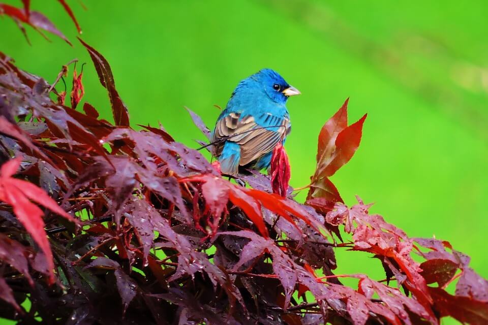 Сині та блакитні пташки - скригнатка індигова (Passerina cyanea)