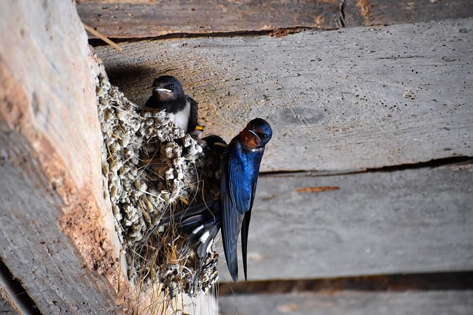 Сині птахи - ластівка сільська (Hirundo rustica)