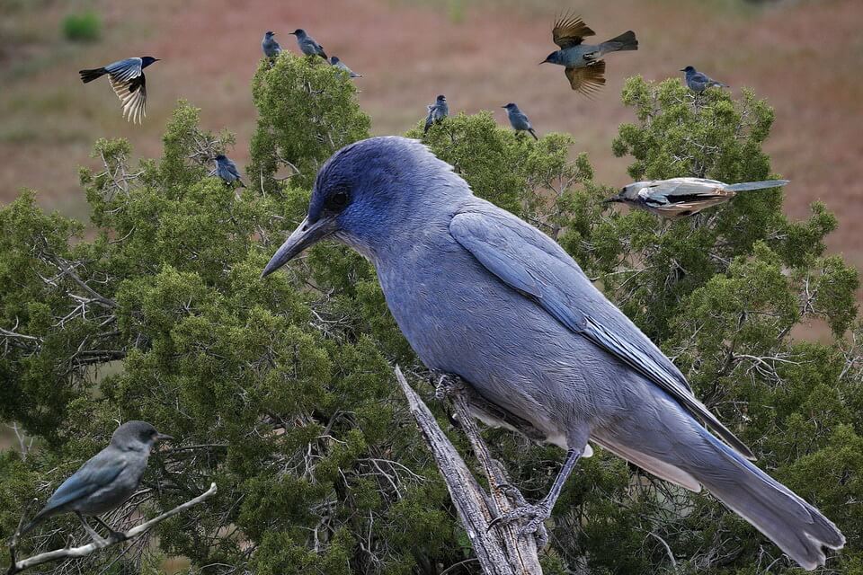 Сині пташки - блакитна або західноамериканська сойка (Gymnorhinus cyanocephalus)