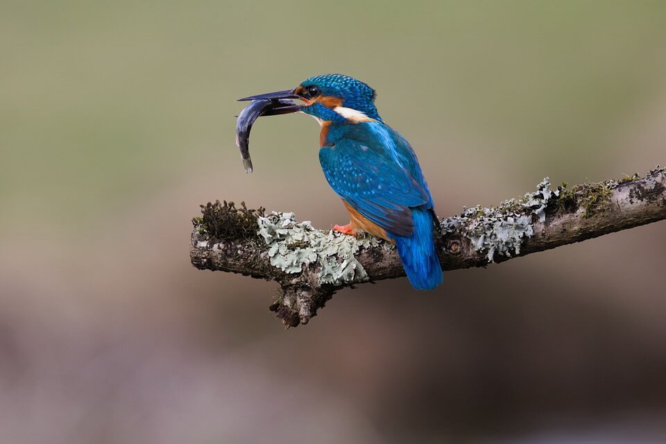 Сині птахи - рибалочка блакитний або звичайний (Alcedo atthis)