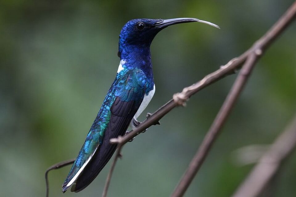 Сині пташки - колібрі-якобин синьоголовий (Florisuga mellivora)