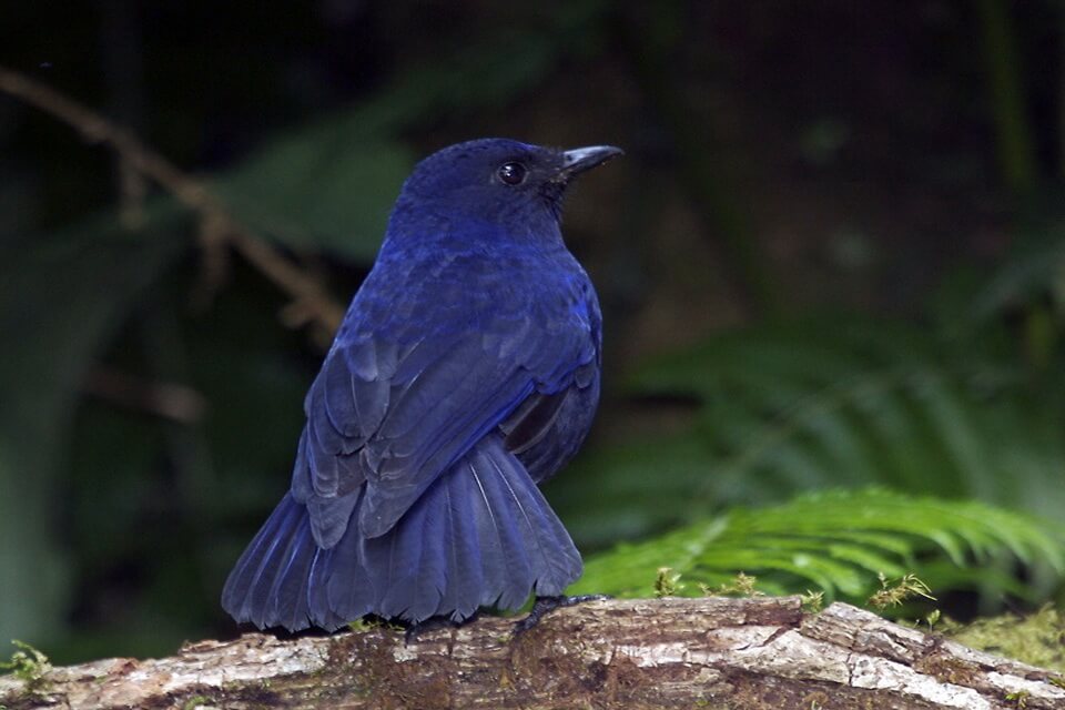 Сині птахи - аренга яванська (Myophonus glaucinus)
