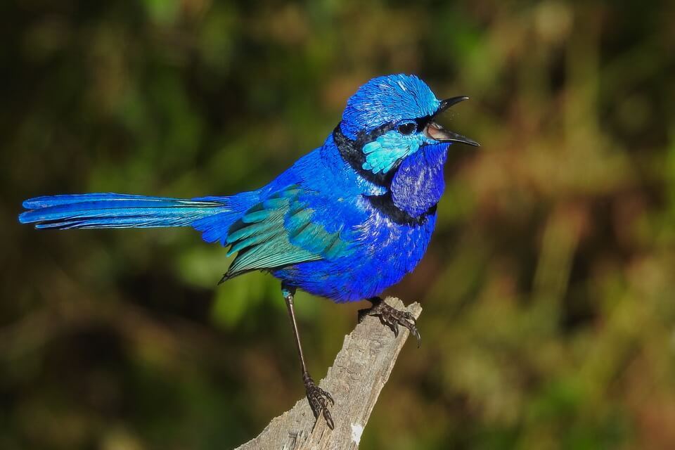 Сині пташки - малюр лазурний (Malurus splendens)