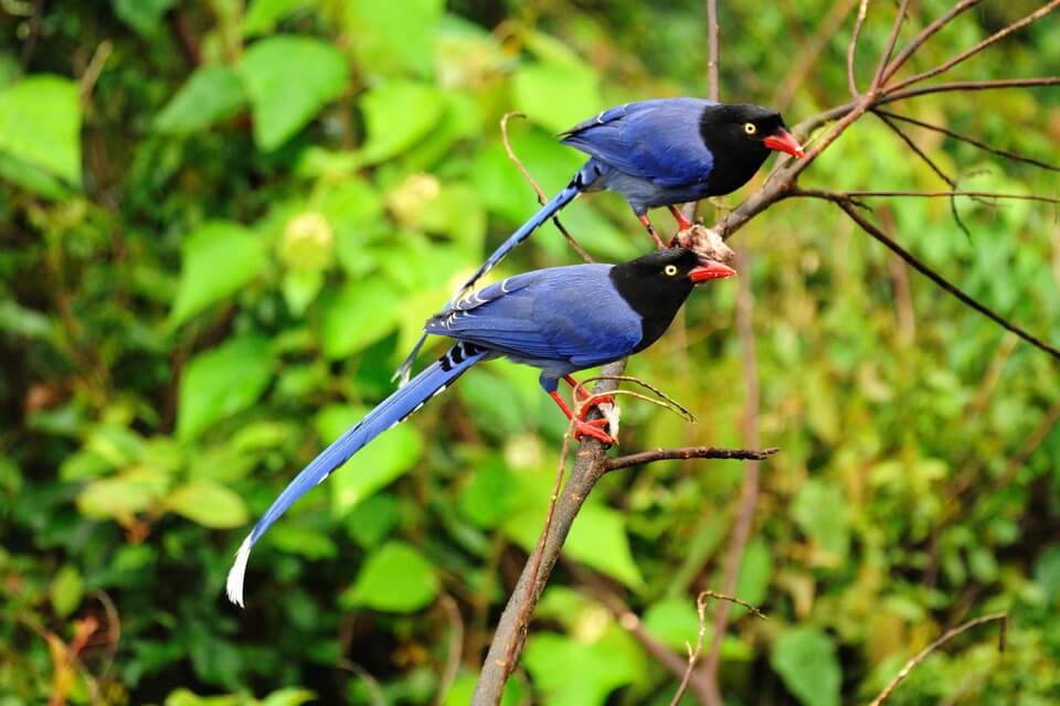 Блакитні та сині птахи - кіта тайванська (Urocissa caerulea)