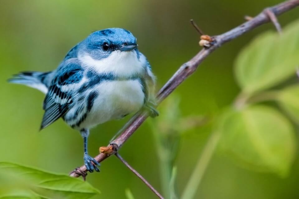 Сині пташки з фото - пісняр-лісовий блакитний (Setophaga cerulea)
