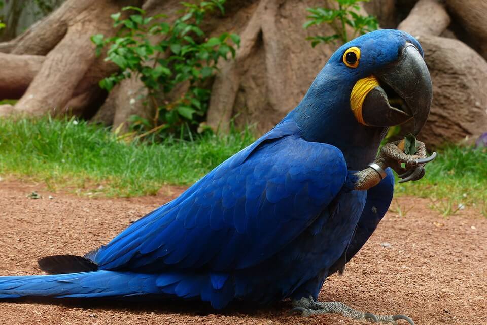 Сині та блакитні птахи – фото, назви опис