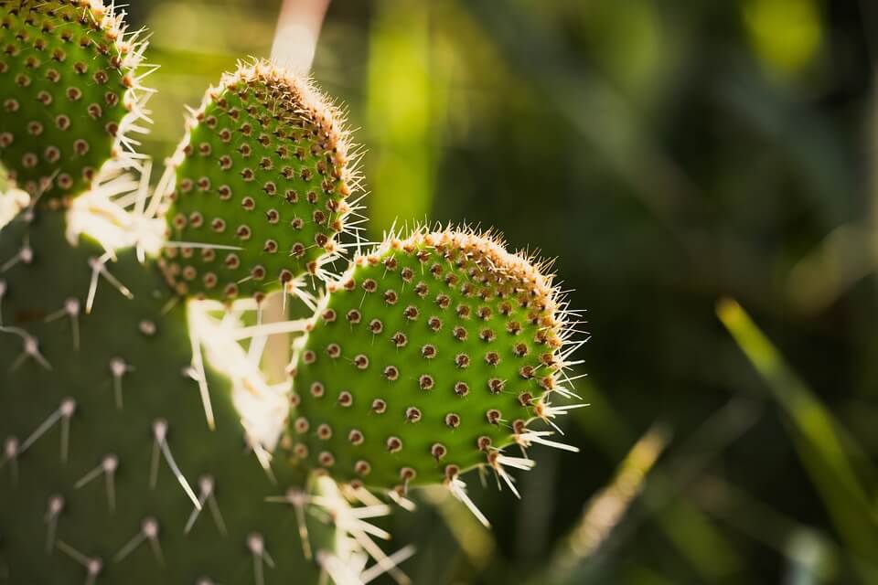 Види кактусів з фото – Опунція (Opuntia)