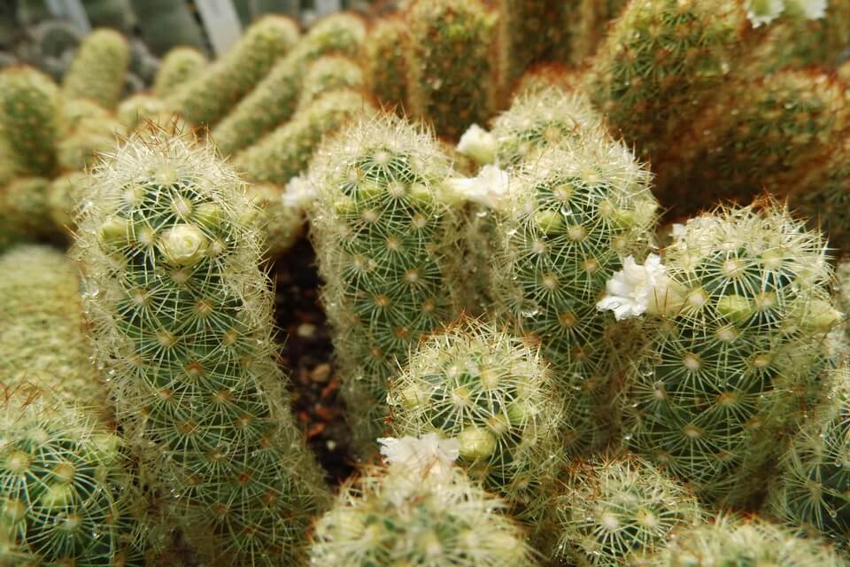 Види кактусів з фото – Мамілярія подовжена або елонгата (Mammillaria elongata)